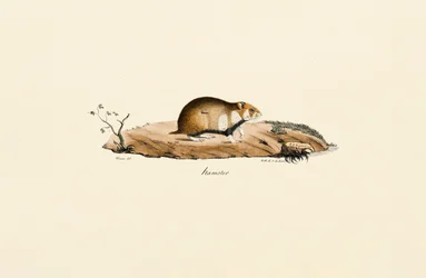 Hamster commun