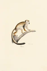 Écureuil commun Singe sur une branche