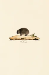 Wombat commun (mâle)