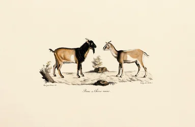 Bouc nain et chèvre naine