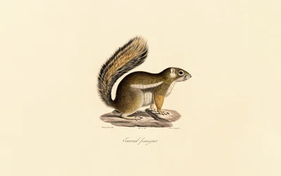 Tamia de l