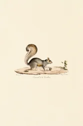 Écureuil gris de l