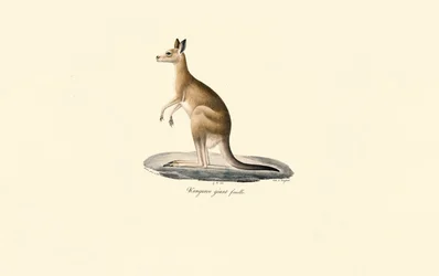 Kangourou gris de l