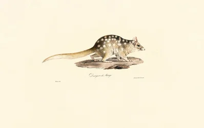 Quoll de l