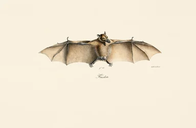 Chauve-souris égyptienne