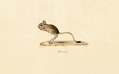 Gerbille égyptienne (femelle)