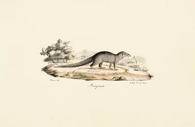 Mangouste égyptienne