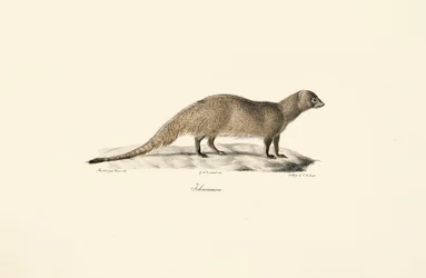 Mangouste égyptienne