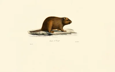 Castor européen