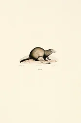 Furet européen