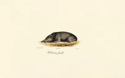 Femelle Babirusa
