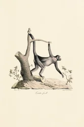 Femelle atèle noir