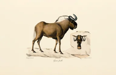 Femelle gnou bleu