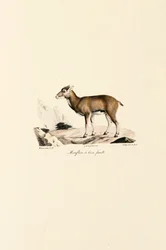 Femelle Mouflon de Corse