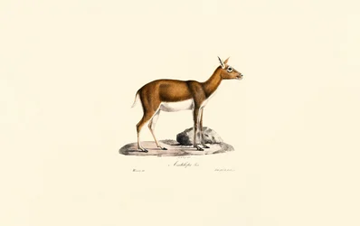 Femelle Gazelle à goitre