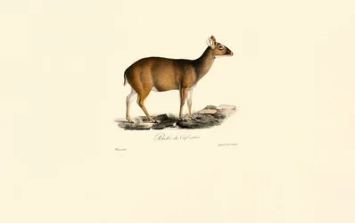 Female Indian Muntjac (Biche du Cerf cochon)