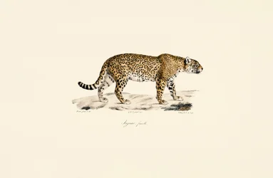 Jaguar femelle