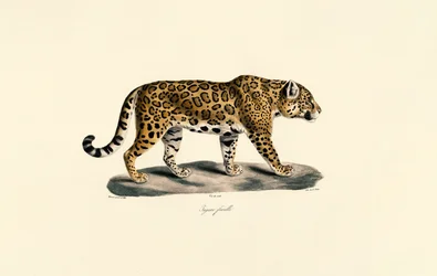 Jaguar femelle