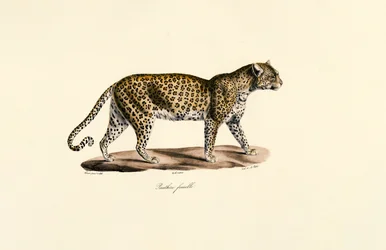 Léopard femelle