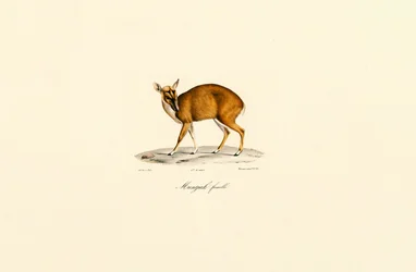 Femelle Muntjac