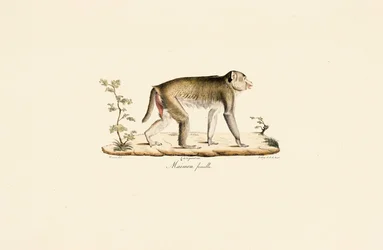 Femelle singe de nuit