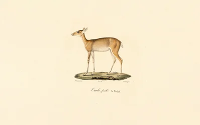 Female Oribi Antelope (Ourébi, femelle du Sénégal)