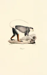 Singe Patas femelle