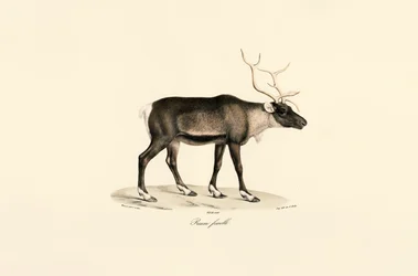 Renne femelle