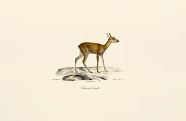 Chevreuil femelle
