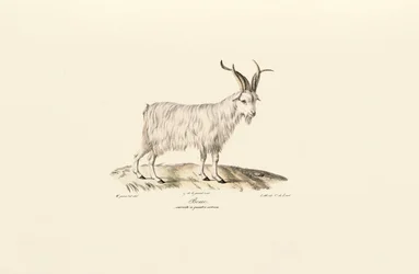 Chèvre domestique à quatre cornes