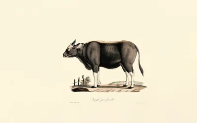 Gaur Femme