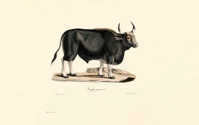 Gaur Male