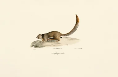 Écureuil terrestre à manteau doré (mâle)