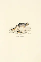 Renard gris mâle (Urocyon cinereoargenteus)