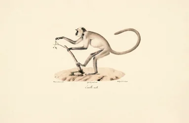 Langur gris Hanuman