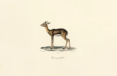Fuligule nyroca (femelle)