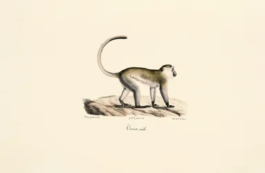 Singe vert (Chlorocebus sabaeus)