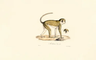 Singe vert (Malbrouc Femelle)