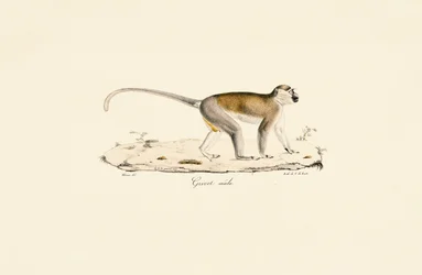 Singe vert (mâle)