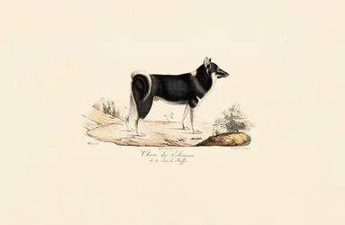 Chien du Groenland
