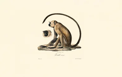 Grey Langur (Entelle vieux)