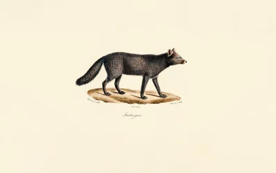 Suricate gris