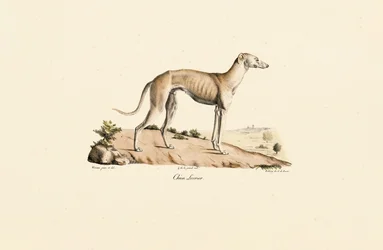 Lévrier