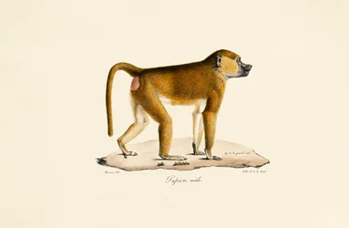 Babouin de Guinée (mâle)