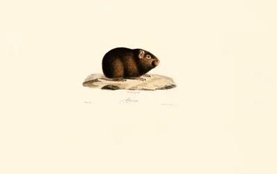 Cochon d