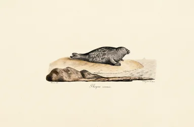 Phoque du Groenland