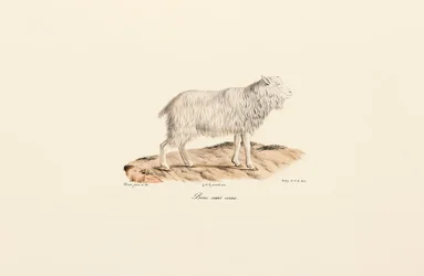 Chèvre sans cornes