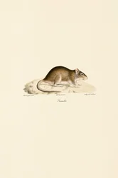 Souris domestique