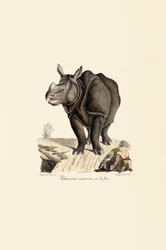 Rhinocéros indien, vue de face