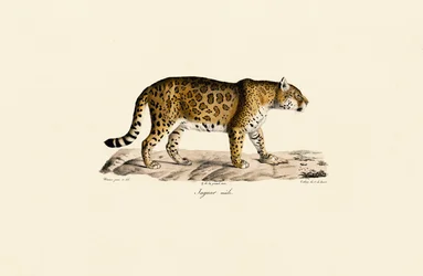 Jaguar (Male) dans Side View